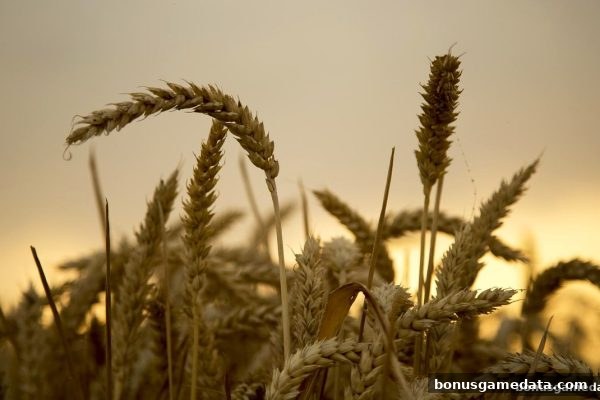 彩金游戏：真人互动娱乐新体验，趣味回馈与iOS下载全攻略